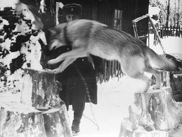 История первого в мире волка, приученного к розыску преступников