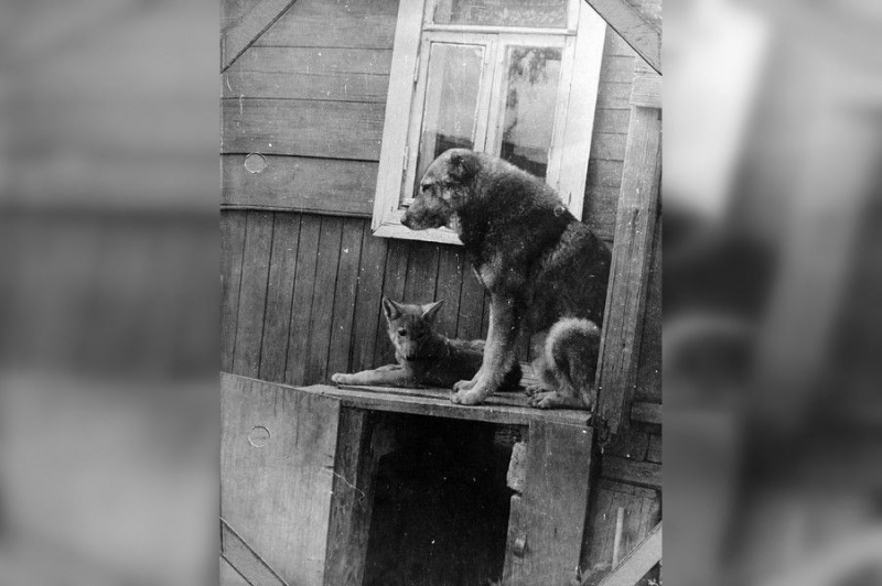 История первого в мире волка, приученного к розыску преступников