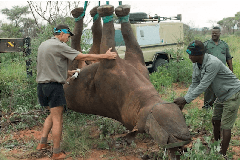 Транспортные ноу-хау: носорогов можно перевозить вверх ногами