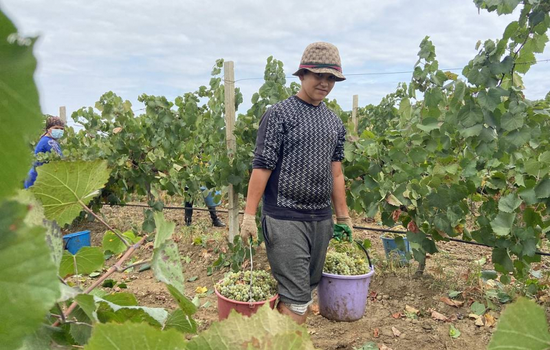 В Дагестане ищут способы поддержки аграриев, чьи виноградники пострадали из-за непогоды

