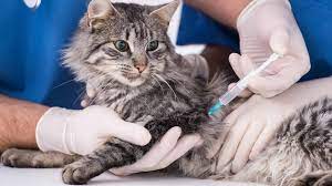 Почему необходима вакцинация домашних животных?
