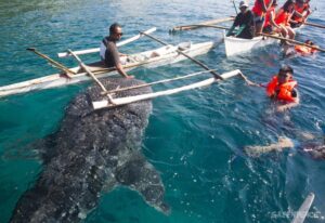 Плавание с китовыми акулами на Себу – лучшее развлечение на Филиппинах